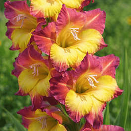 Гладиолус Brescia