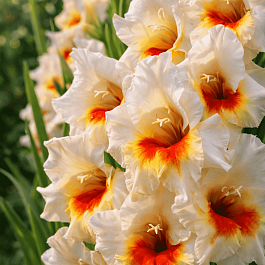 Гладиолус Messina