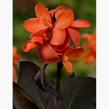 Канна карликовая Хэппи Уильма