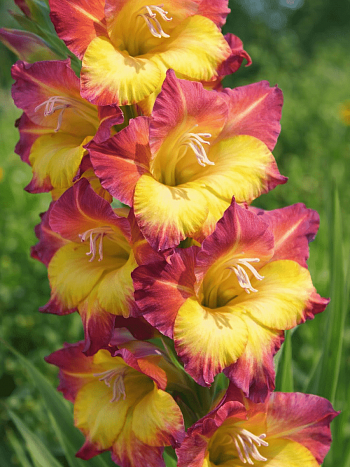 Гладиолус Brescia