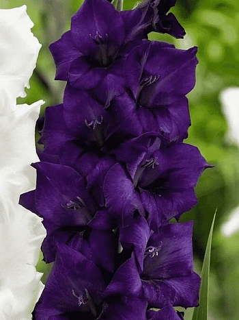 Гладиолус Purple Flora