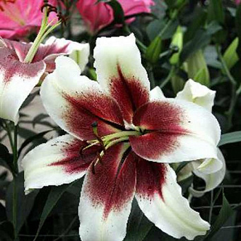 Лилия ОТ-гибрид Зеба Лилия ОТ-гибрид Зеба