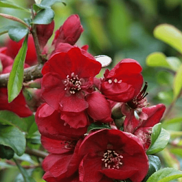 Айва прекрасная Nicoline