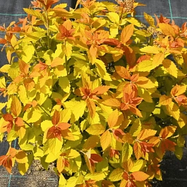 Спирея японская Double Play Big Bang