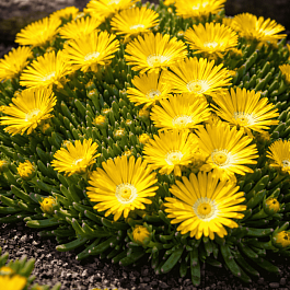 Делосперма Купера Ice Cream Yellow