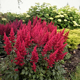 Астильба Арендса Фёэр НАБОР 2ШТ (1+1) Астильба Арендса Фёэр НАБОР 2ШТ (1+1)