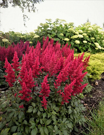 Астильба Арендса Фёэр НАБОР 2ШТ (1+1)