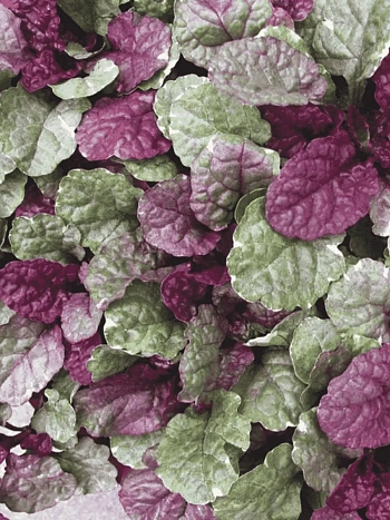 Живучка ползучая Sugar Plum