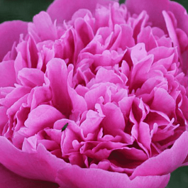 Пион Молочноцветковый Empire State