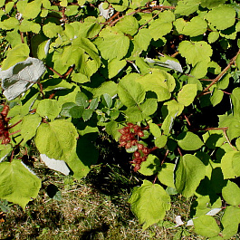 Малина трехцветная