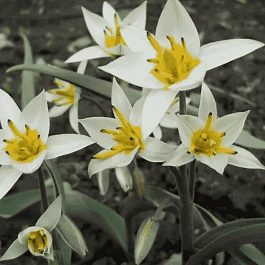 Тюльпан Туркестаника