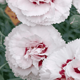 Гвоздика Перистая Cranmere Pool