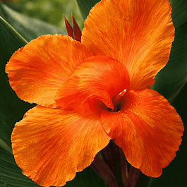 Канна гибридная Liberty