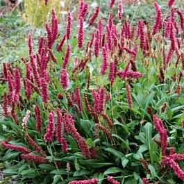 Горец родственный Superba (Dimity)