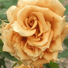 Роза чайно-гибридная Toffy