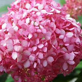 Гортензия древовидная Magical Pinkerbell