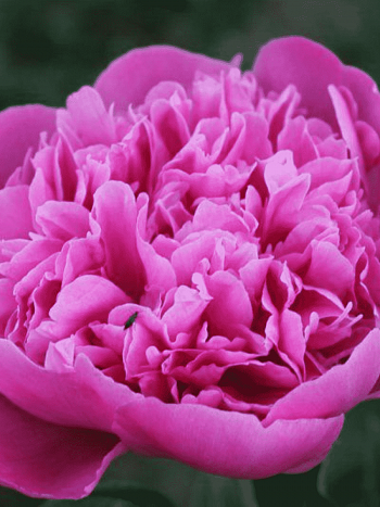 Пион Молочноцветковый Empire State