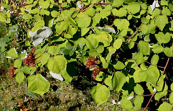 Малина трехцветная