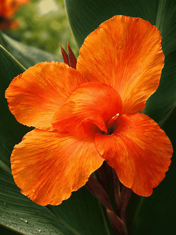 Канна гибридная Liberty