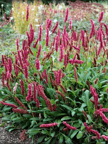 Горец родственный Superba (Dimity)