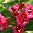 Вейгела цветущая Moulin Rouge