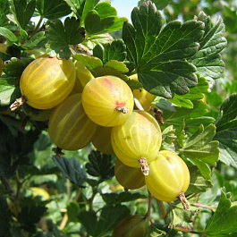 Крыжовник Алтайский слабошипный