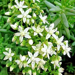 Очиток отогнутый Album