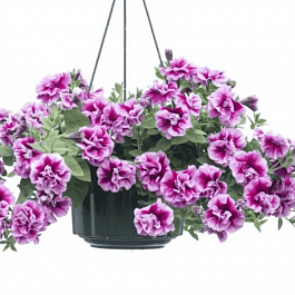 Петуния  Tumbelina Francesca кашпо