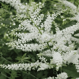 Астильба японская Washington