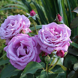 Роза чайно-гибридная Шарль де Голль (Rose Charles De Gaulle)