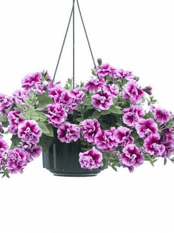 Петуния  Tumbelina Francesca кашпо