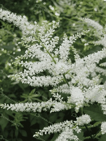 Астильба японская Washington