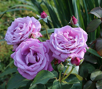 Роза чайно-гибридная Шарль де Голль (Rose Charles De Gaulle)