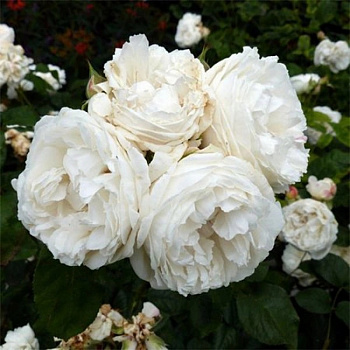 Роза чайно-гибридная Вайт Квин Элизабет