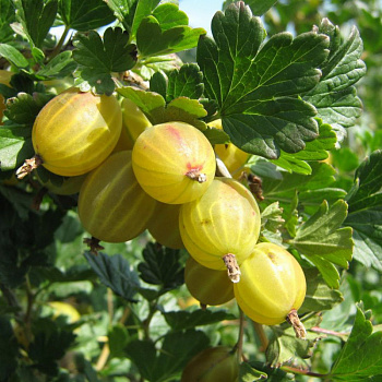 Крыжовник Алтайский слабошипный Крыжовник Алтайский слабошипный