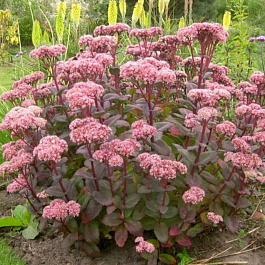 Седум телефиум Матрона