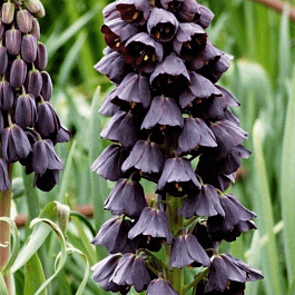 Рябчик персидский