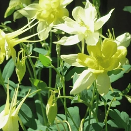 Аквилегия вееровидная Spring Magic  Yellow