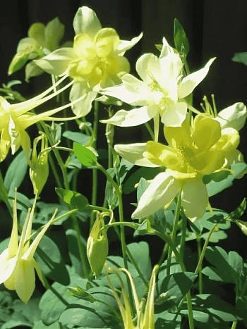 Аквилегия вееровидная Spring Magic  Yellow