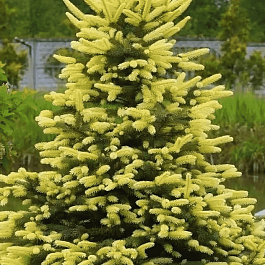 Ель колючая Maigold