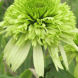 Эхинацея пурпурная Honeydew