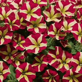 Петуния (сурфиния) Amore Queen of heart