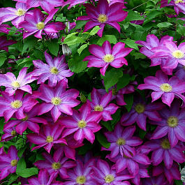 Клематис крупноцветковый Какио