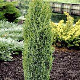 Можжевельник обыкновенный Arnold