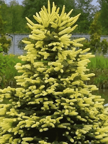 Ель колючая Maigold