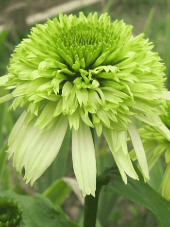 Эхинацея пурпурная Honeydew