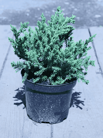 Можжевельник чешуйчатый Blue Swede