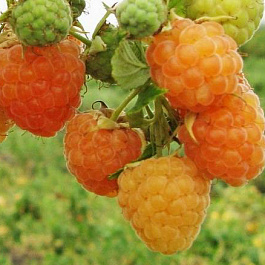 Малина ремонтантная Золотой сентябрь