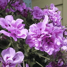 Пеларгония плющелистная Toscana Big5 Amethyst