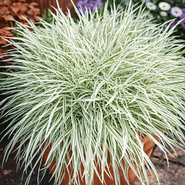 Бухарник мягкий Jackdaws Cream